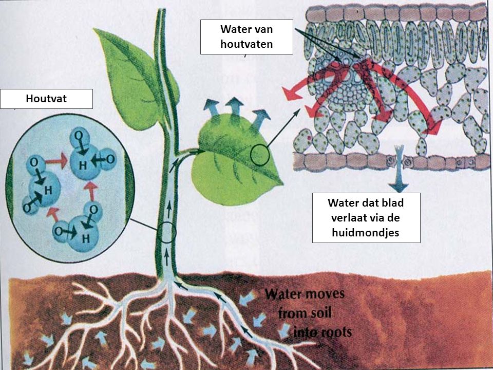 Water dat blad verlaat via de huidmondjes