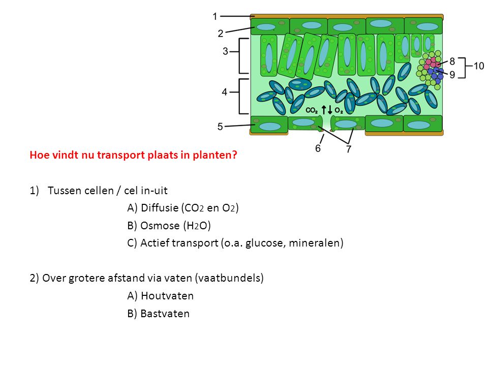 Hoe vindt nu transport plaats in planten