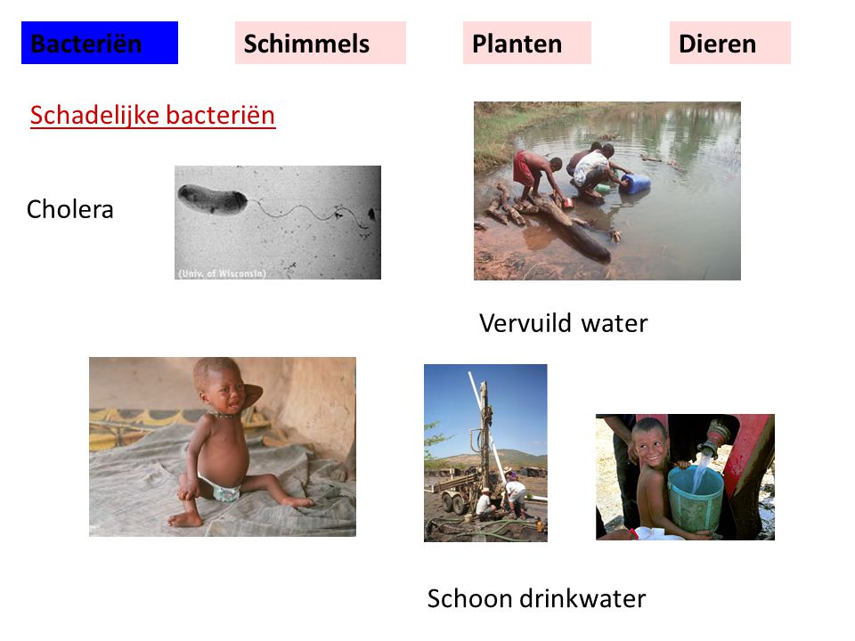 Bacteriën Schimmels Planten Dieren Schadelijke bacteriën Cholera Vervuild water Schoon drinkwater