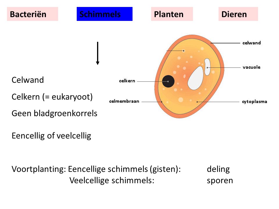 Bacteriën Schimmels. Planten. Dieren. Celwand. Celkern (= eukaryoot) Geen bladgroenkorrels Eencellig of veelcellig.