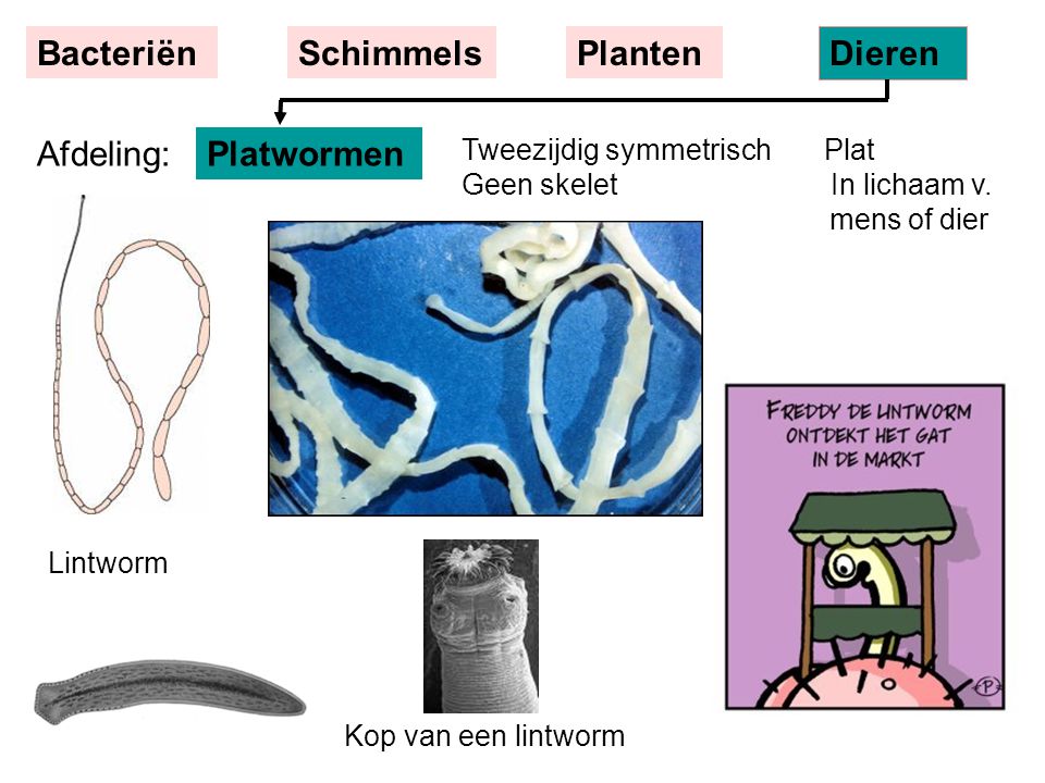 Bacteriën Schimmels Planten Dieren Afdeling: Platwormen