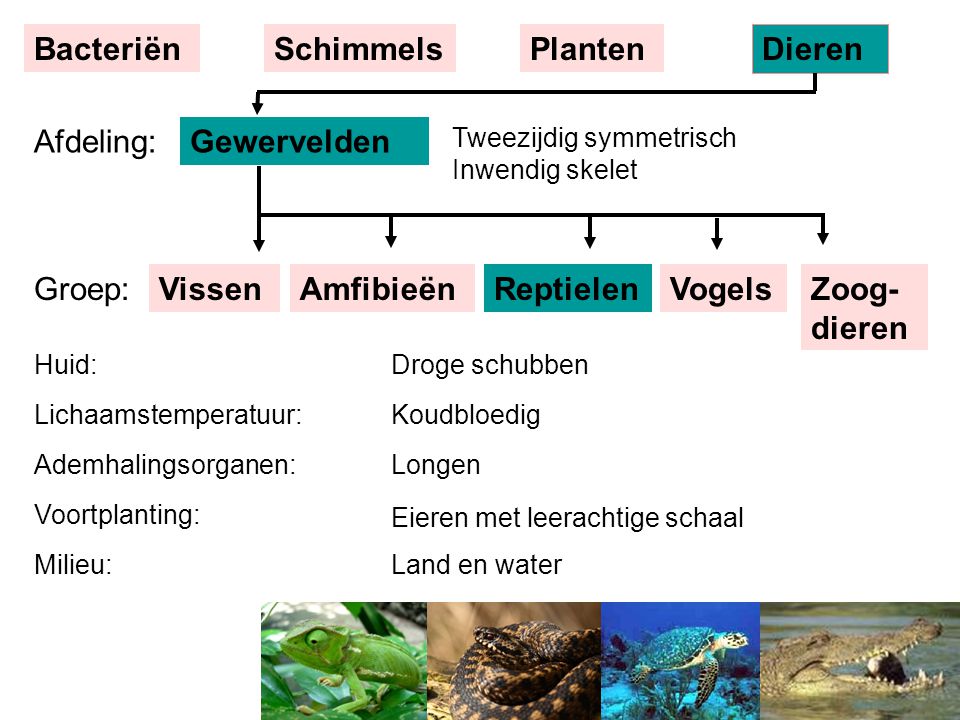 Bacteriën Schimmels Planten Dieren Afdeling: Gewervelden Groep: Vissen
