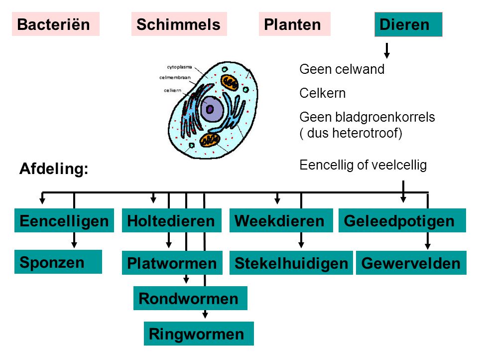 Bacteriën Schimmels Planten Dieren Afdeling: Eencelligen Holtedieren