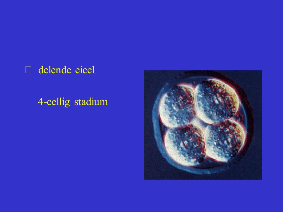 delende eicel 4-cellig stadium