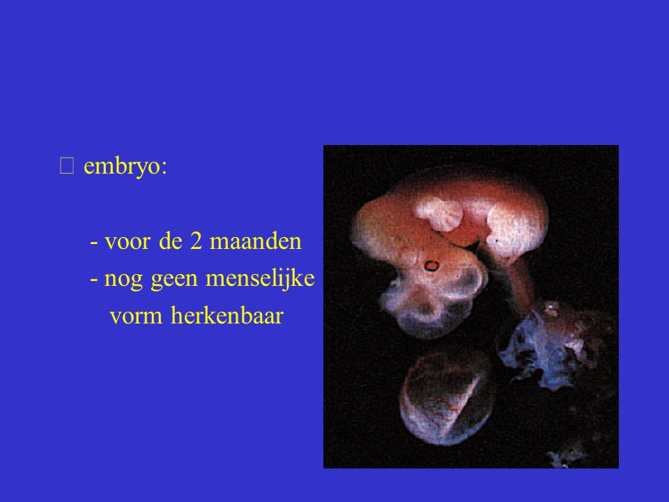  embryo: - voor de 2 maanden - nog geen menselijke vorm herkenbaar