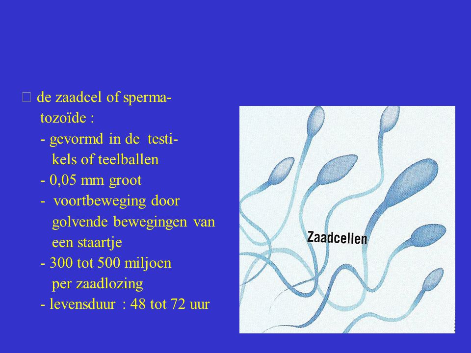  de zaadcel of sperma- tozoïde : - gevormd in de testi- kels of teelballen. - 0,05 mm groot. - voortbeweging door.