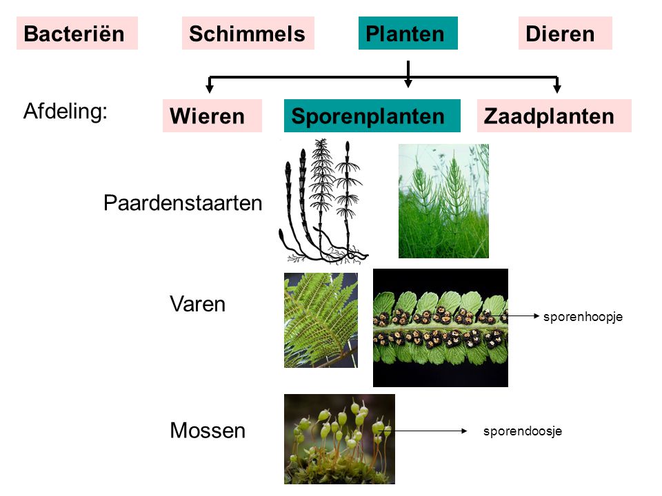 Bacteriën Schimmels Planten Dieren Afdeling: Wieren Sporenplanten