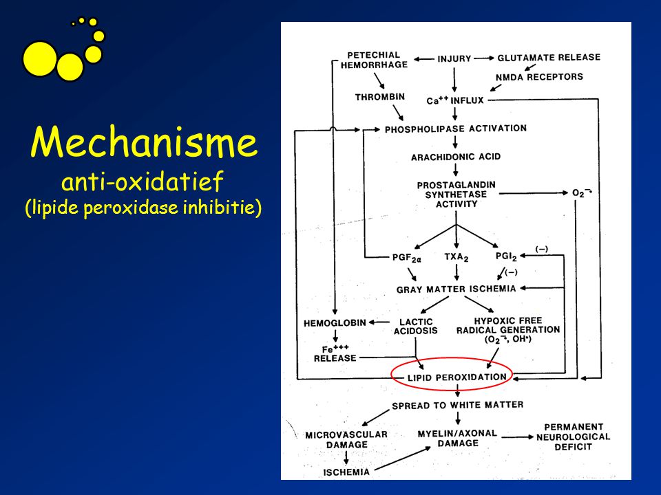 Mechanisme anti-oxidatief (lipide peroxidase inhibitie)