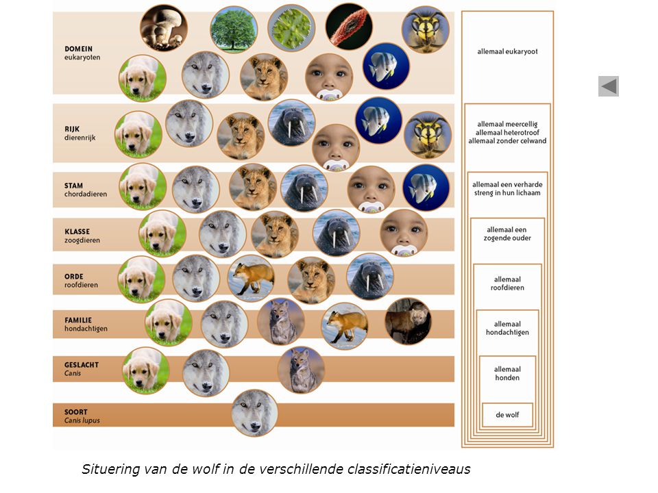 Situering van de wolf in de verschillende classificatieniveaus