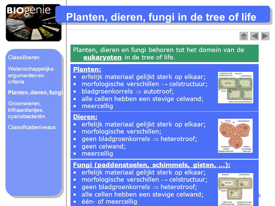 Planten, dieren, fungi in de tree of life
