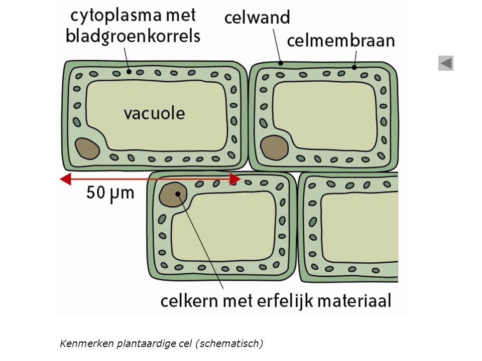 Kenmerken plantaardige cel (schematisch)