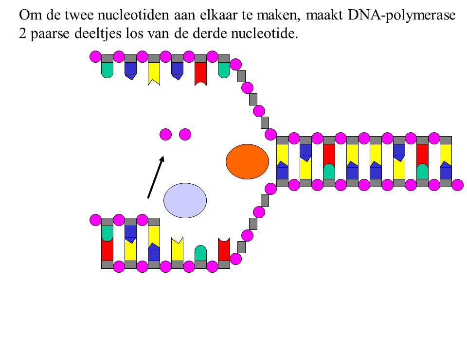 Om de twee nucleotiden aan elkaar te maken, maakt DNA-polymerase