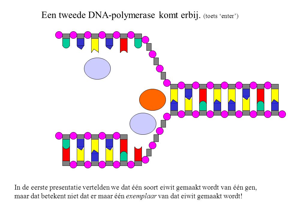 Een tweede DNA-polymerase komt erbij. (toets ‘enter’)