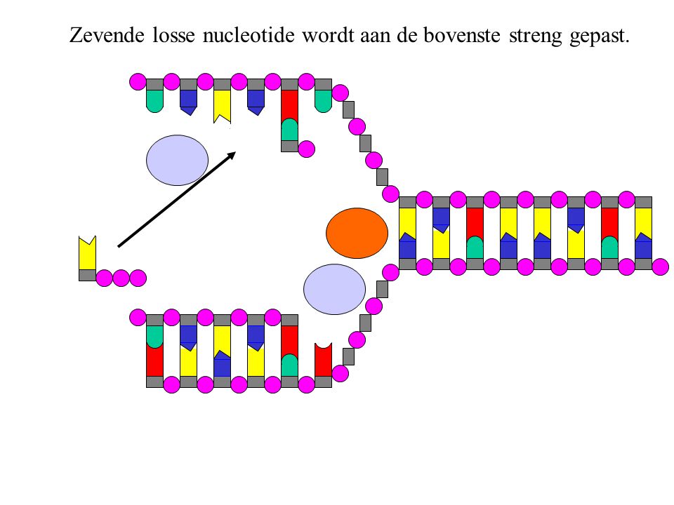 Zevende losse nucleotide wordt aan de bovenste streng gepast.