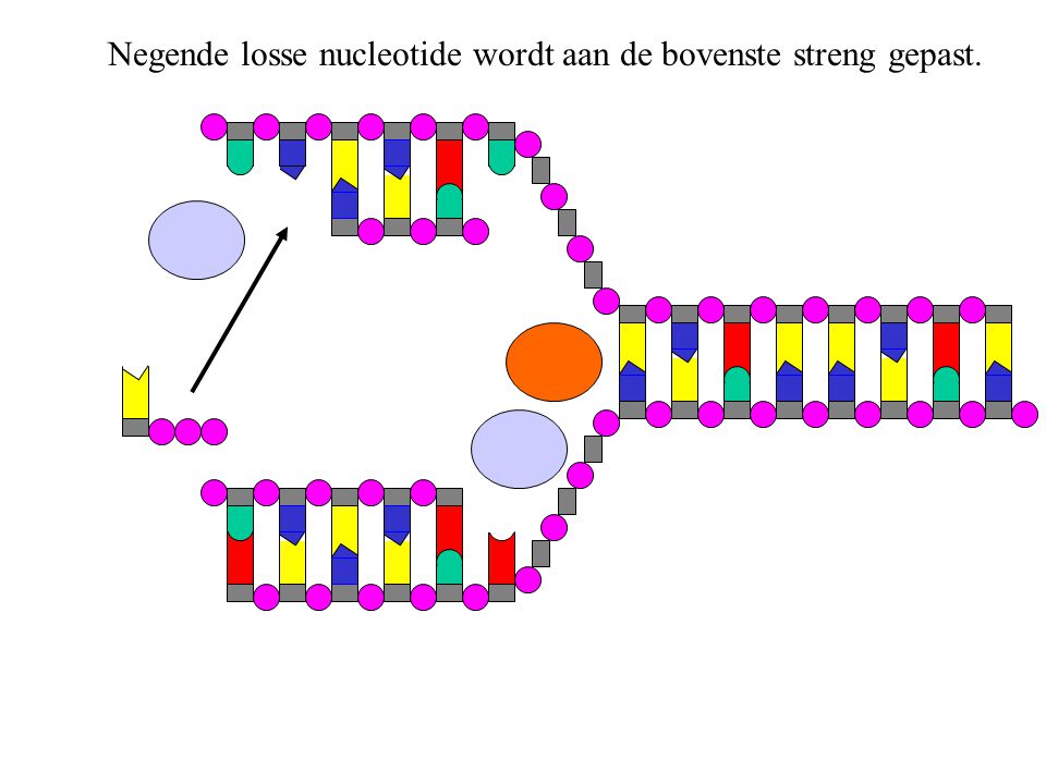 Negende losse nucleotide wordt aan de bovenste streng gepast.