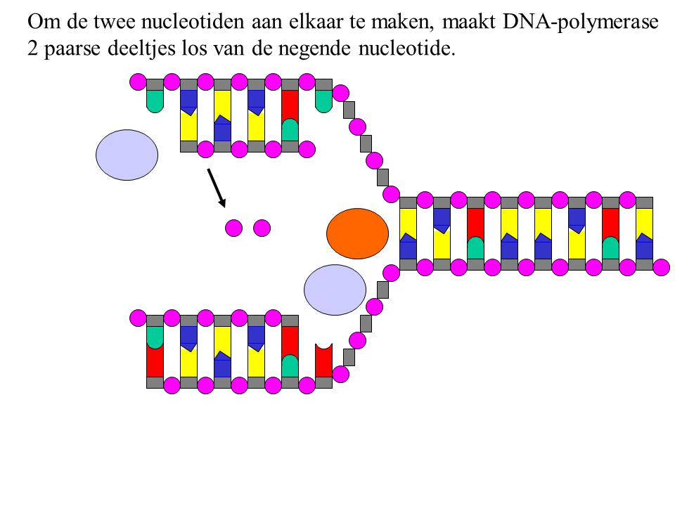 Om de twee nucleotiden aan elkaar te maken, maakt DNA-polymerase