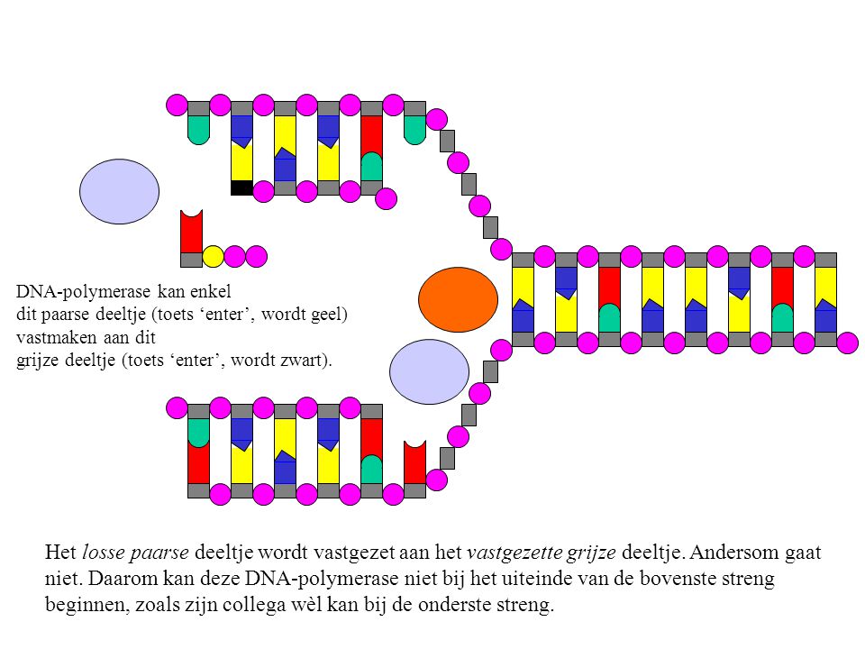 DNA-polymerase kan enkel