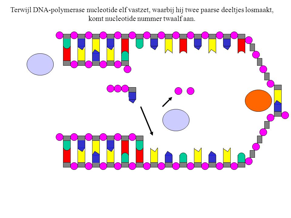 Terwijl DNA-polymerase nucleotide elf vastzet, waarbij hij twee paarse deeltjes losmaakt, komt nucleotide nummer twaalf aan.