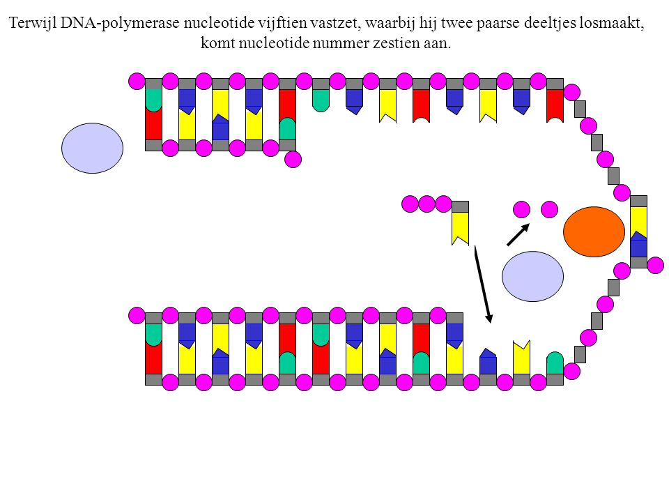 Terwijl DNA-polymerase nucleotide vijftien vastzet, waarbij hij twee paarse deeltjes losmaakt, komt nucleotide nummer zestien aan.