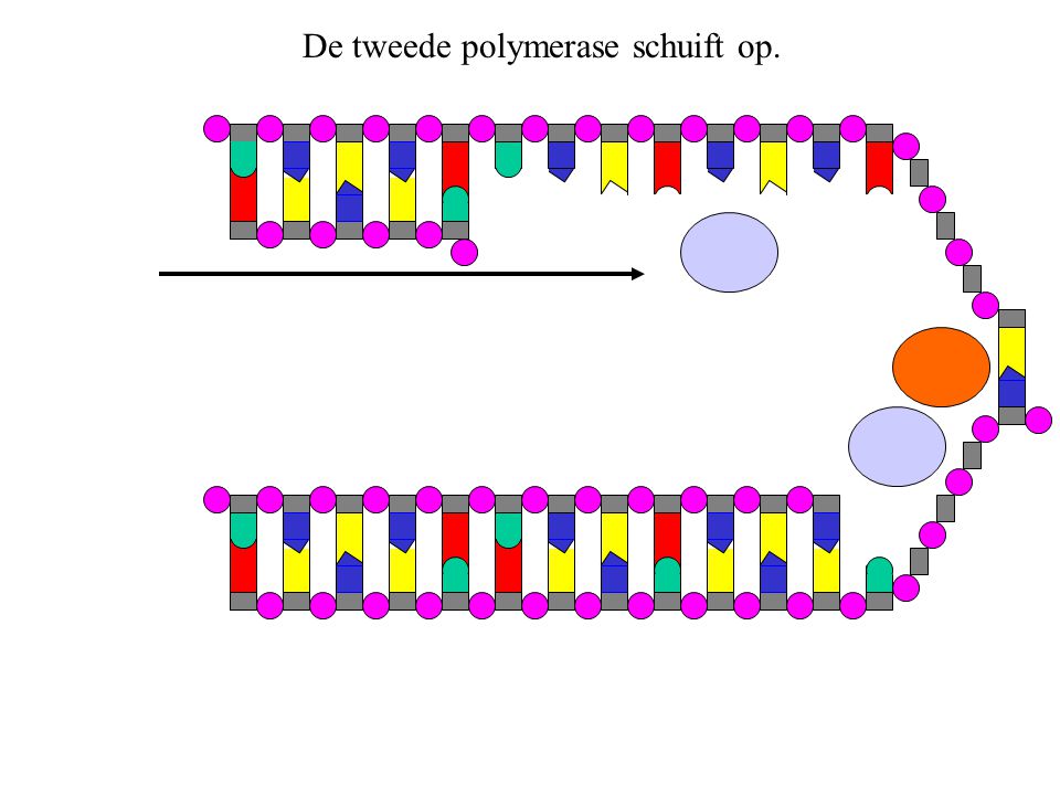 De tweede polymerase schuift op.