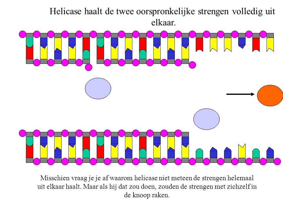 Helicase haalt de twee oorspronkelijke strengen volledig uit