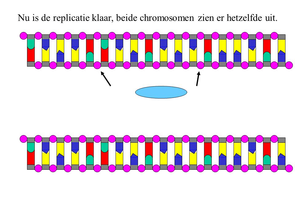Nu is de replicatie klaar, beide chromosomen zien er hetzelfde uit.
