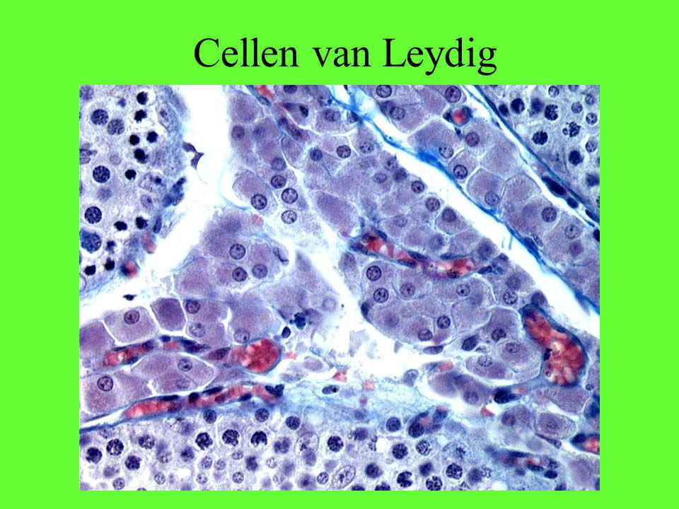 Cellen van Leydig Veldjes van cellen van Leydig temidden van een drietal tubuli seminiferi.