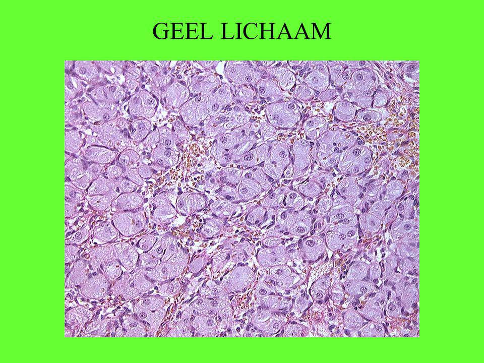 GEEL LICHAAM Cellen produceren hormoon progesteron.