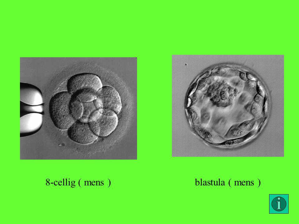8-cellig ( mens ) blastula ( mens )