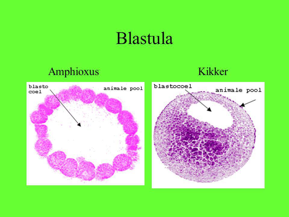 Blastula Amphioxus Kikker