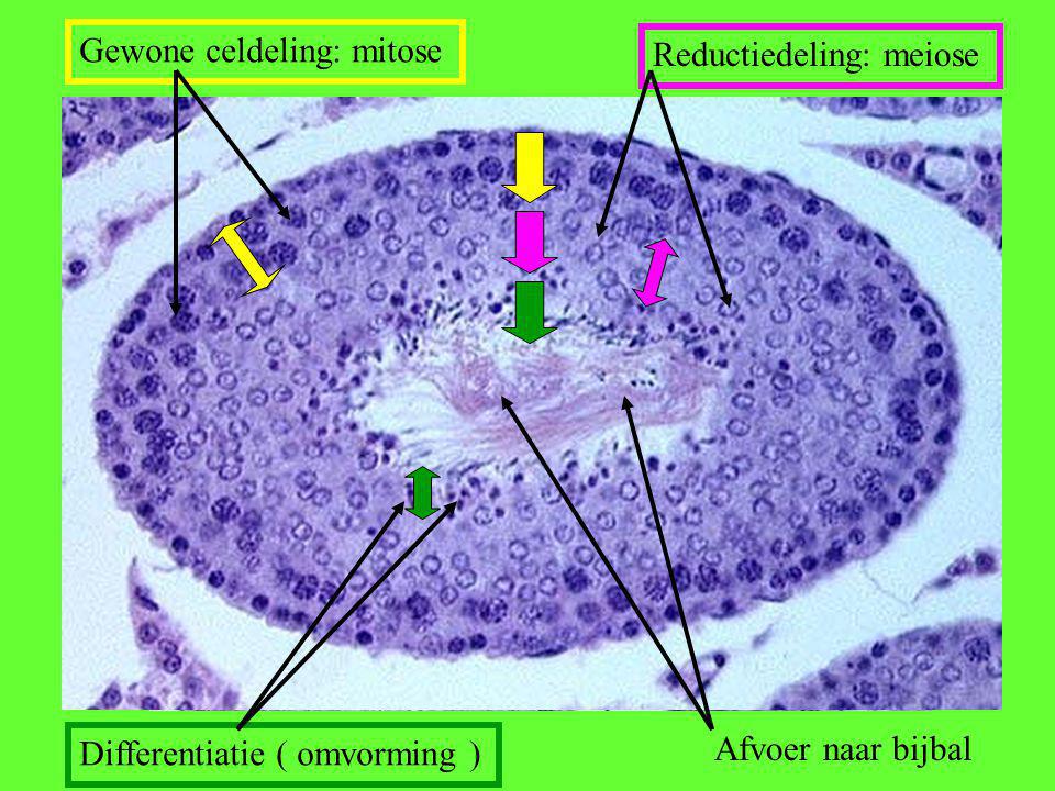 Gewone celdeling: mitose Reductiedeling: meiose