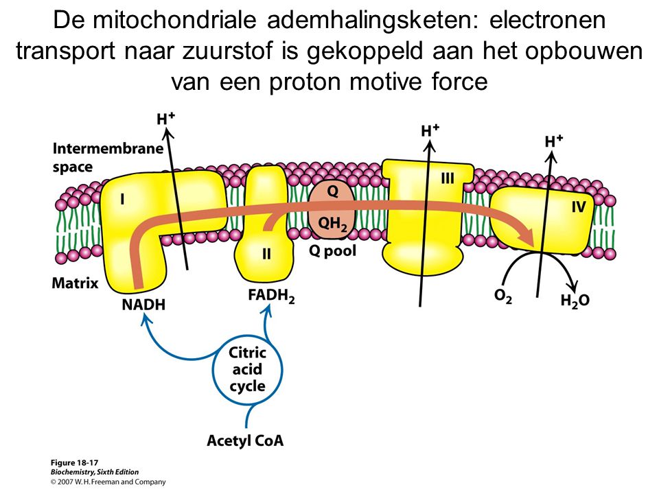 De mitochondriale ademhalingsketen: electronen transport naar zuurstof is gekoppeld aan het opbouwen van een proton motive force
