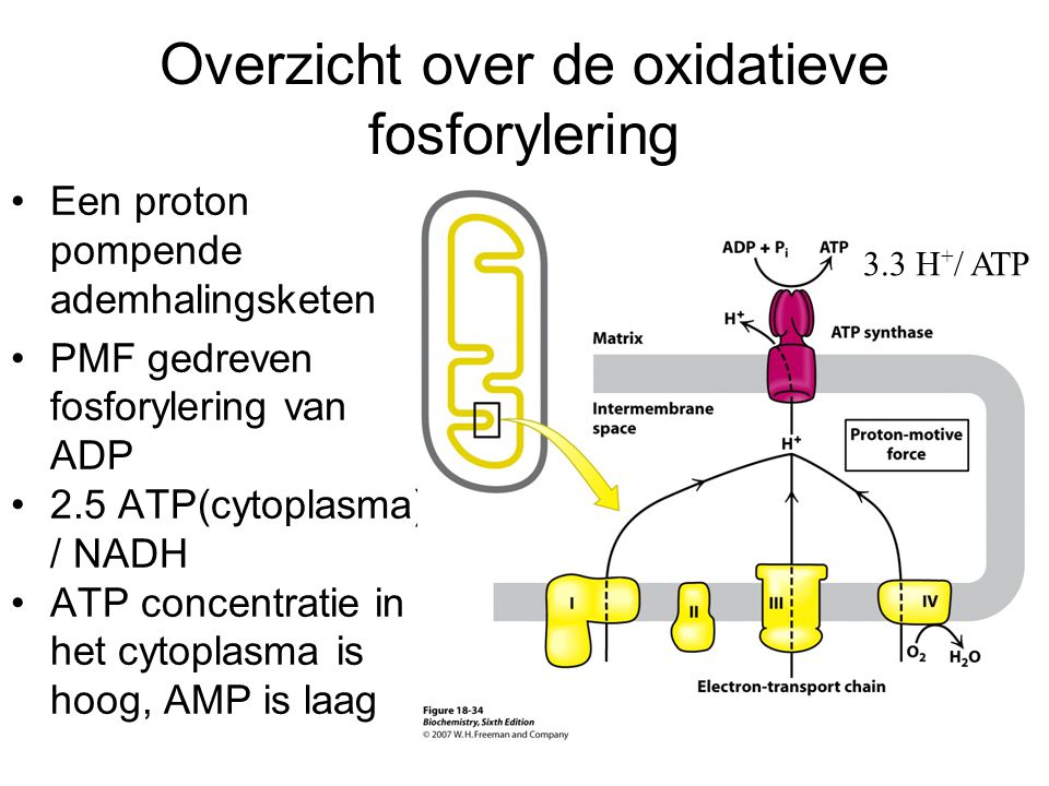 Overzicht over de oxidatieve fosforylering