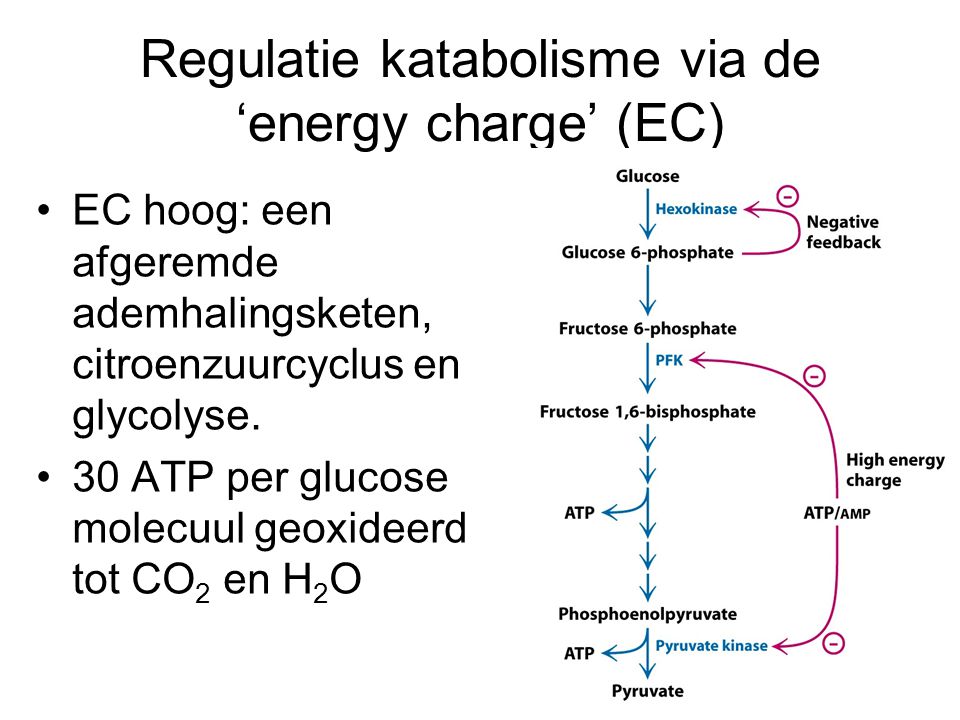 Regulatie katabolisme via de ‘energy charge’ (EC)