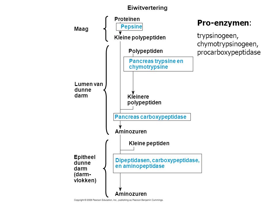 Pro-enzymen: trypsinogeen, chymotrypsinogeen, procarboxypeptidase