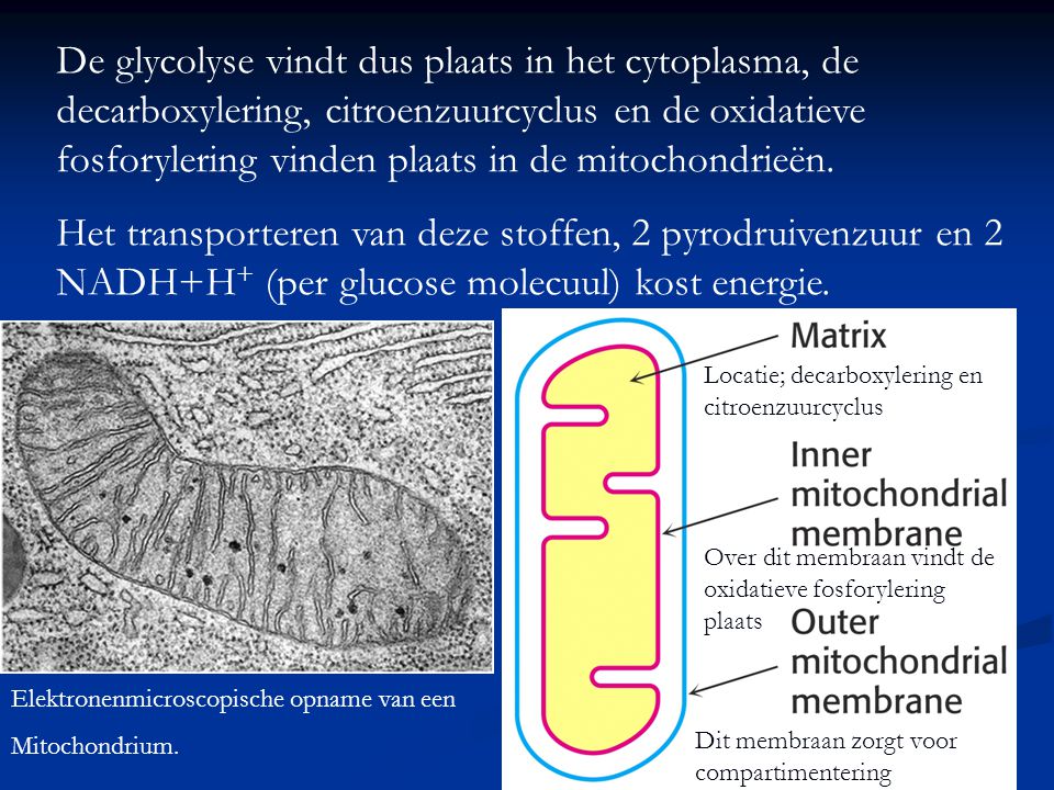 De glycolyse vindt dus plaats in het cytoplasma, de decarboxylering, citroenzuurcyclus en de oxidatieve fosforylering vinden plaats in de mitochondrieën.