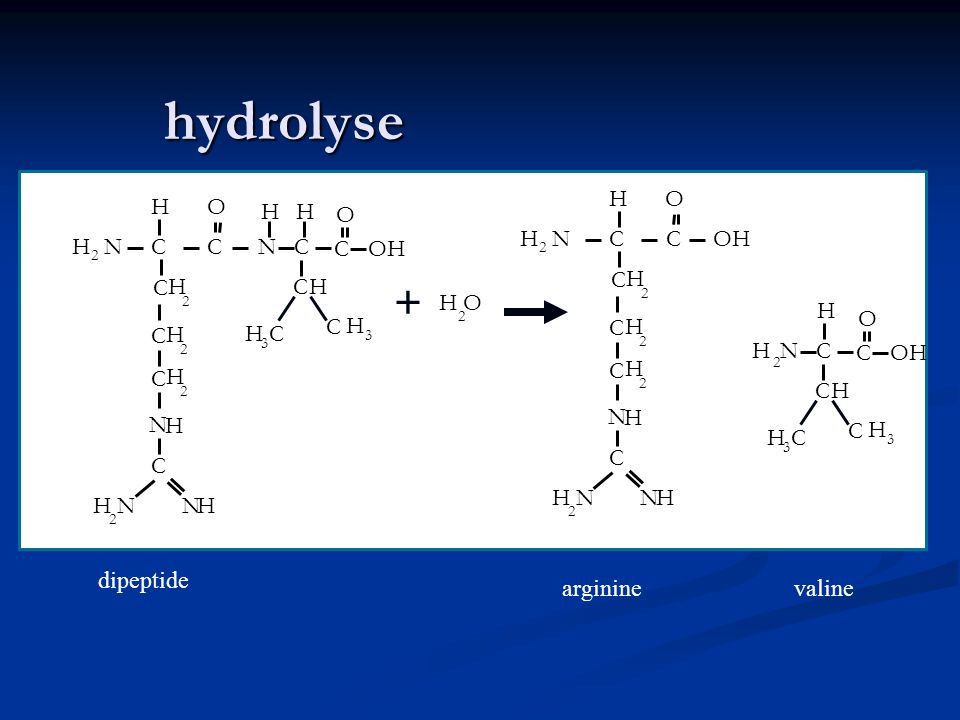 hydrolyse + + N H C O OH N H C O OH O H N H C O OH dipeptide arginine