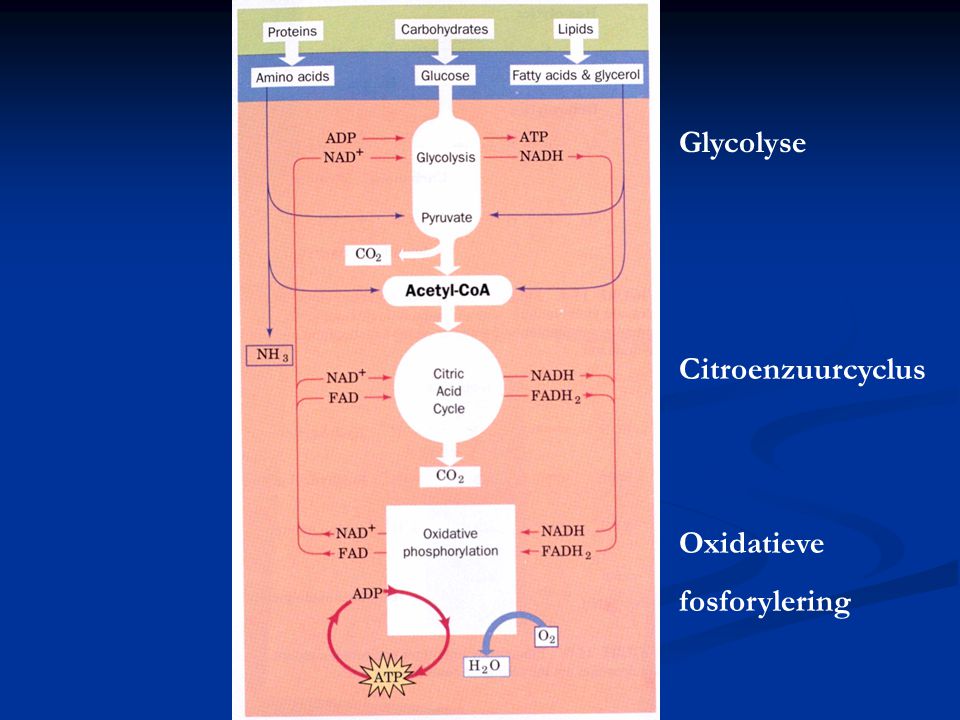 Glycolyse Citroenzuurcyclus Oxidatieve fosforylering