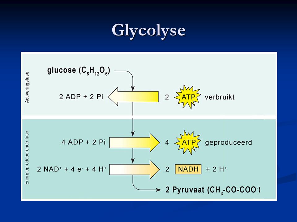 Glycolyse 7