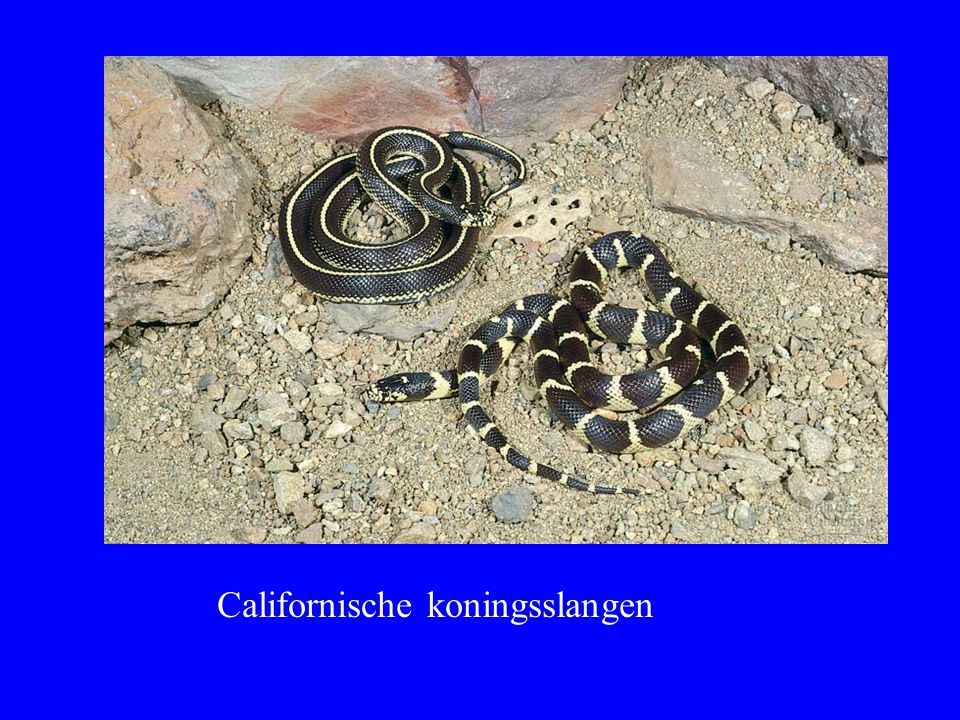 Californische koningsslangen