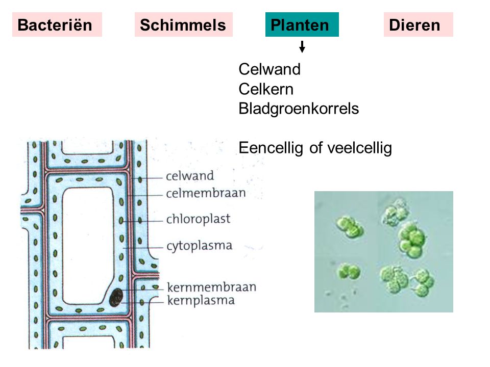 Bacteriën Schimmels Planten Dieren Celwand Celkern Bladgroenkorrels Eencellig of veelcellig