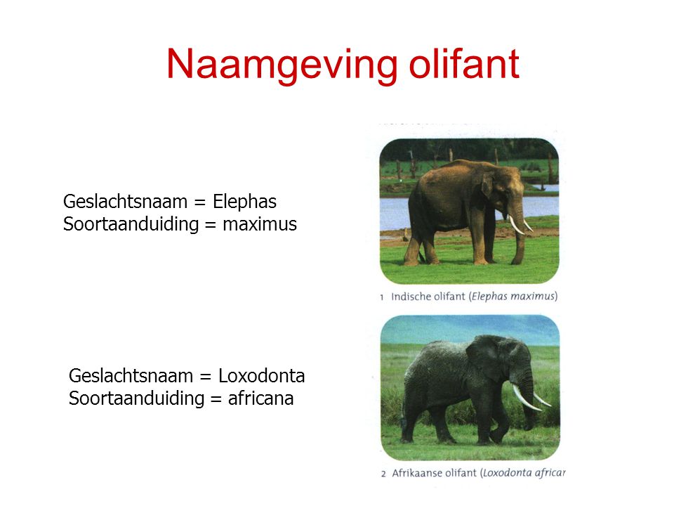 Naamgeving olifant Geslachtsnaam = Elephas Soortaanduiding = maximus