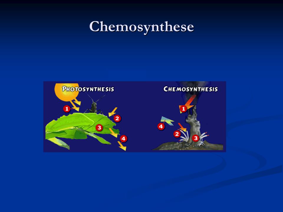 Chemosynthese