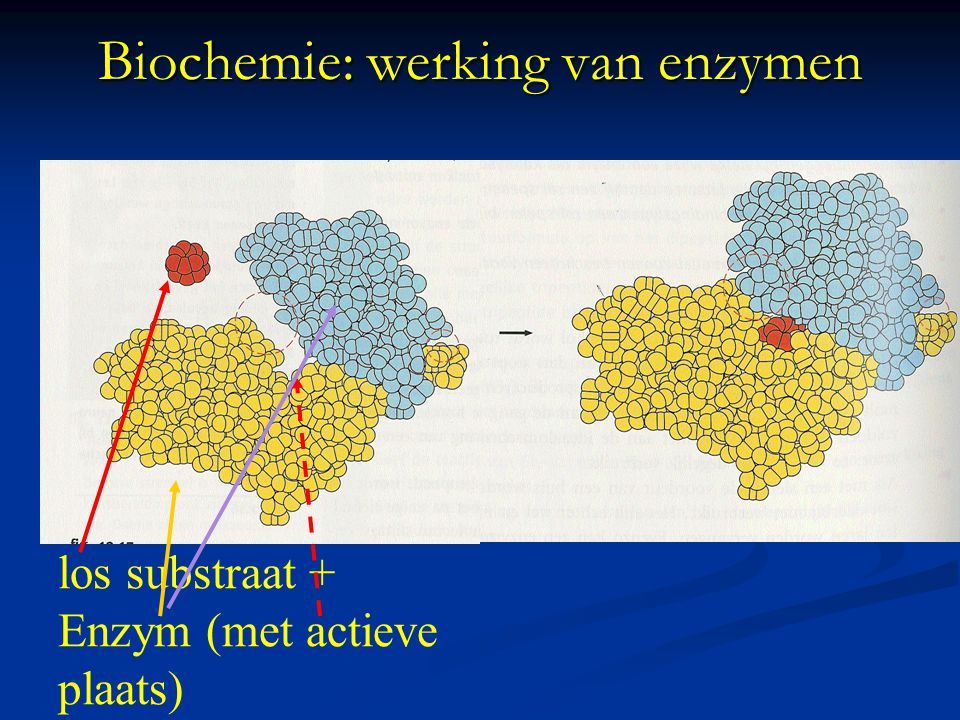 Biochemie: werking van enzymen
