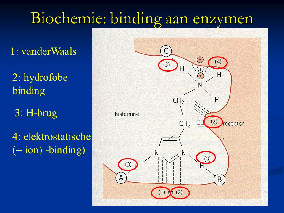Biochemie: binding aan enzymen