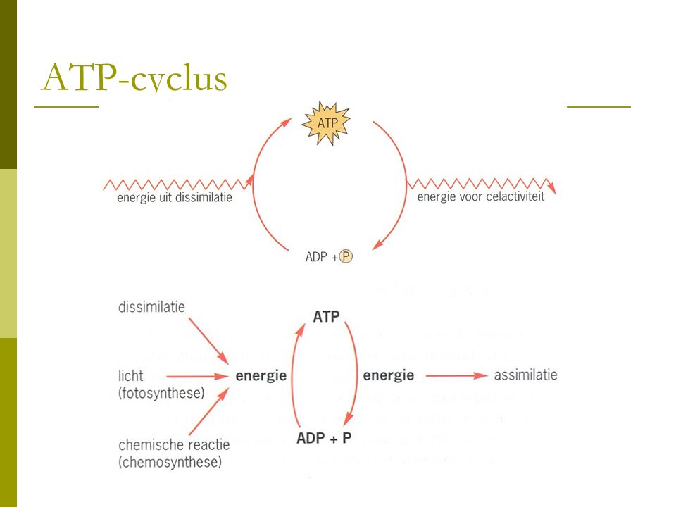 ATP-cyclus