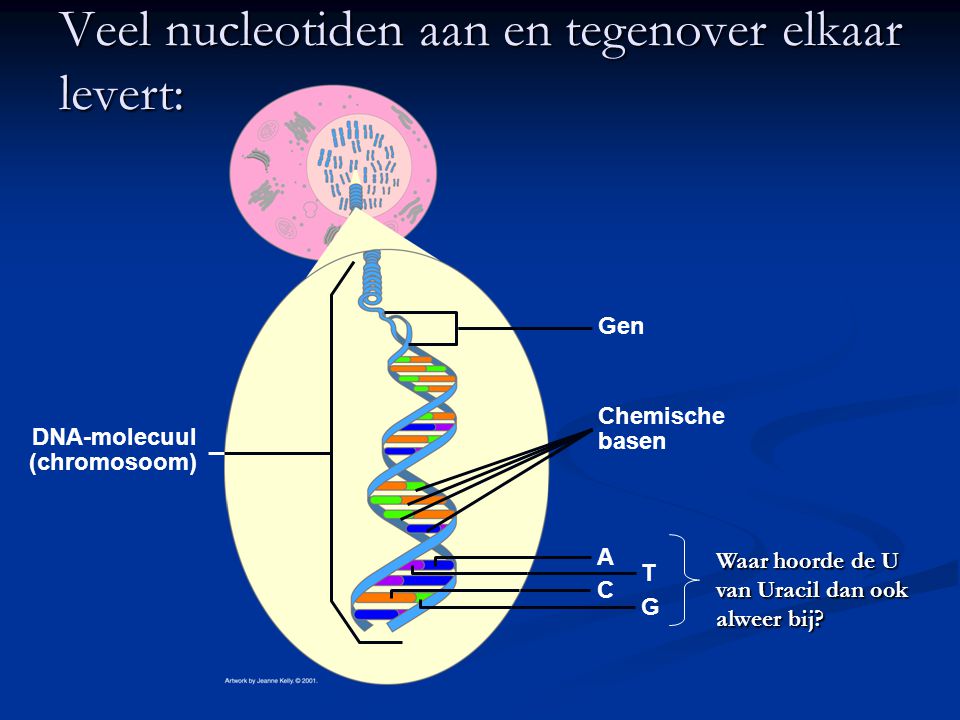 Veel nucleotiden aan en tegenover elkaar levert: