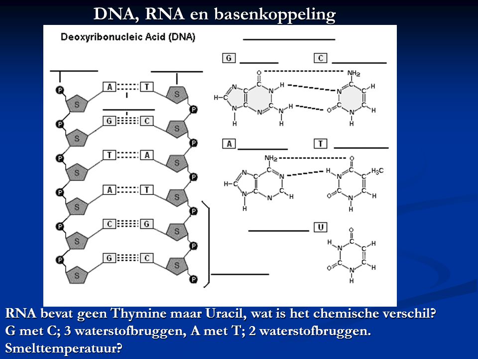 DNA, RNA en basenkoppeling