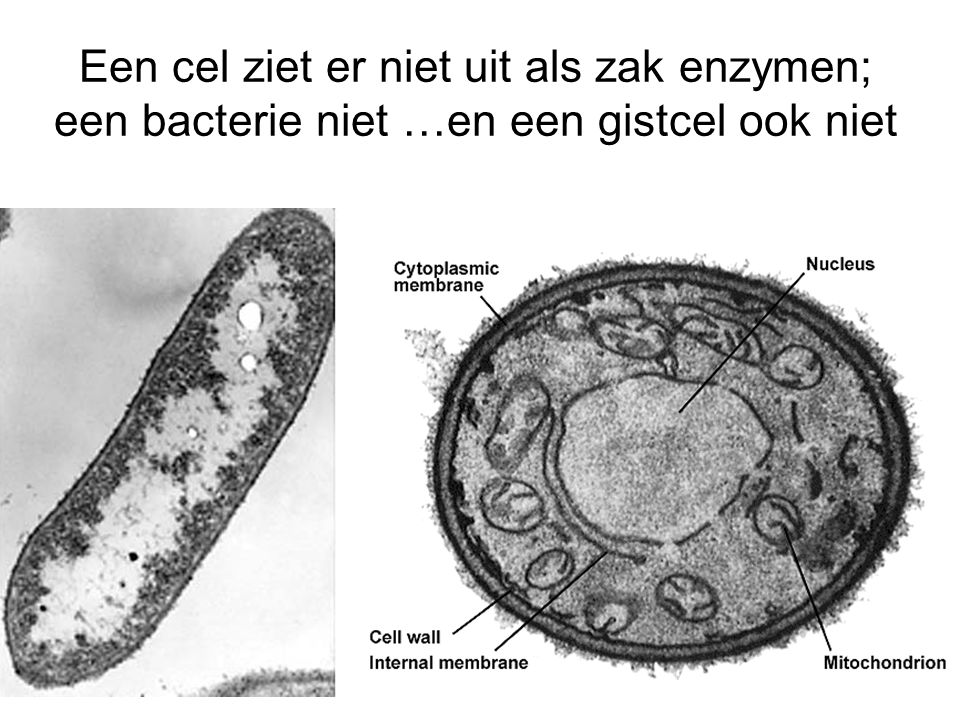 Een cel ziet er niet uit als zak enzymen; een bacterie niet …en een gistcel ook niet