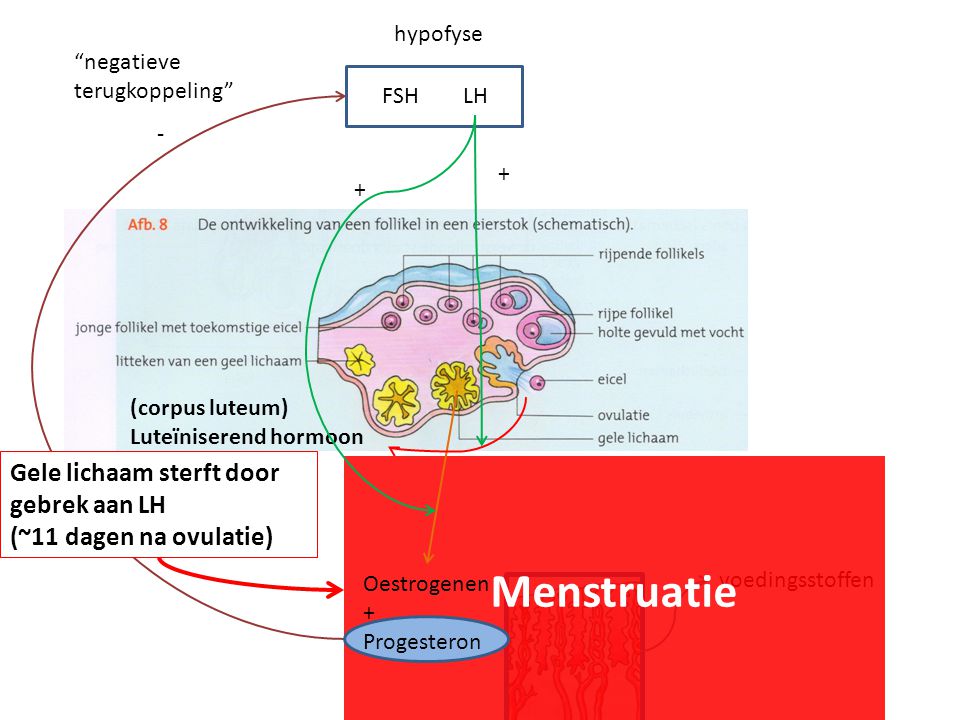 Menstruatie Gele lichaam sterft door gebrek aan LH